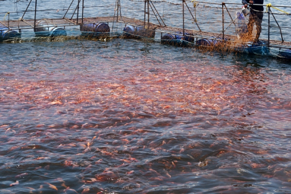 Proyecto científico de acuicultura.